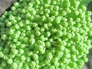 中量元素水溶肥-钙镁硼锌爆米花